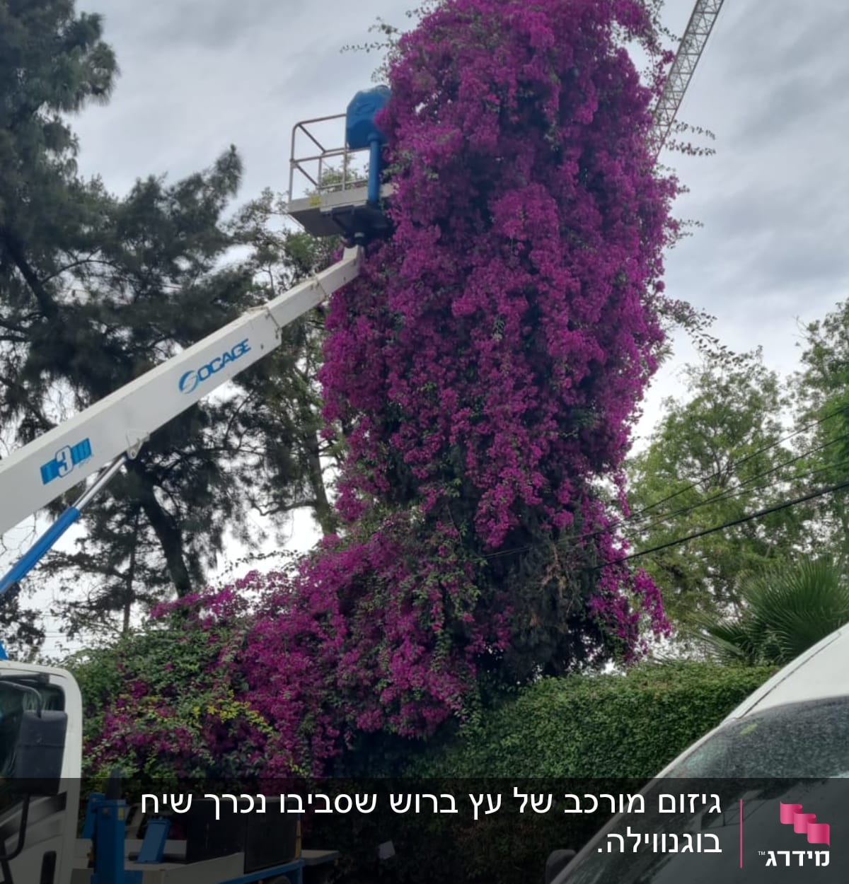 אדם במנוף גוזם שיחים סגולים גבוהים